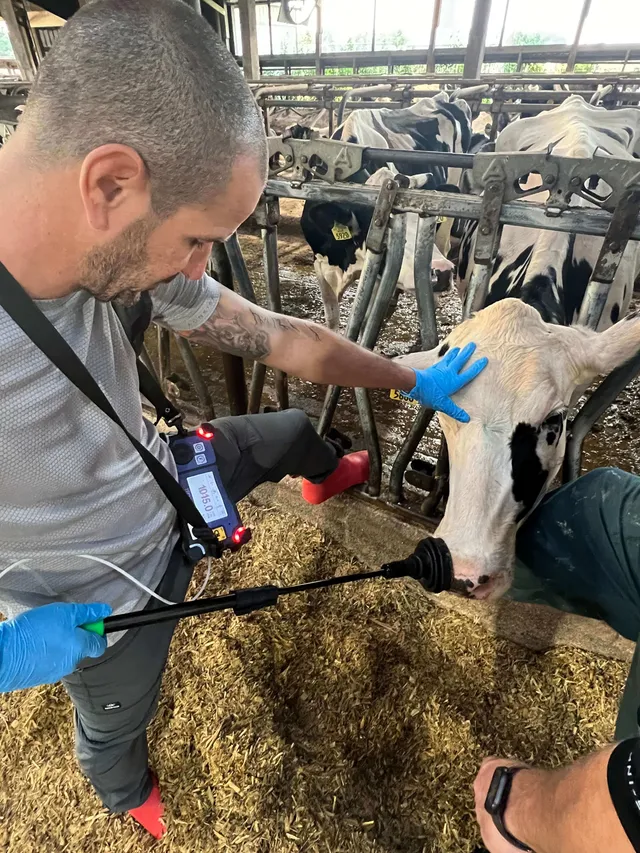 Researcher sampling a dairy cow's breath with a handheld methane analyzer