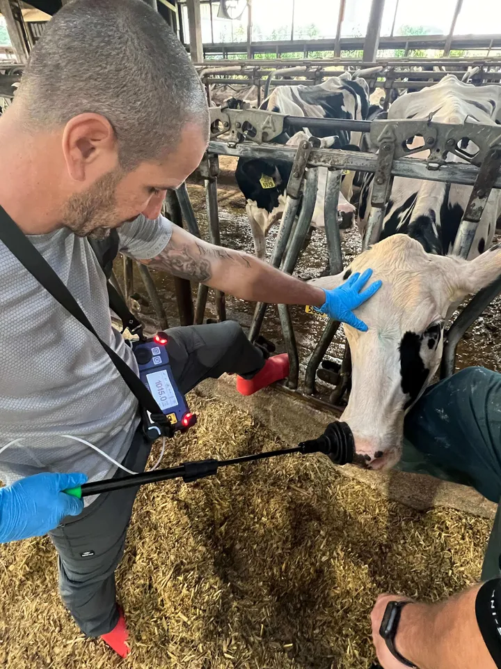Breath methane sampling on a dairy cow using a handheld analyzer